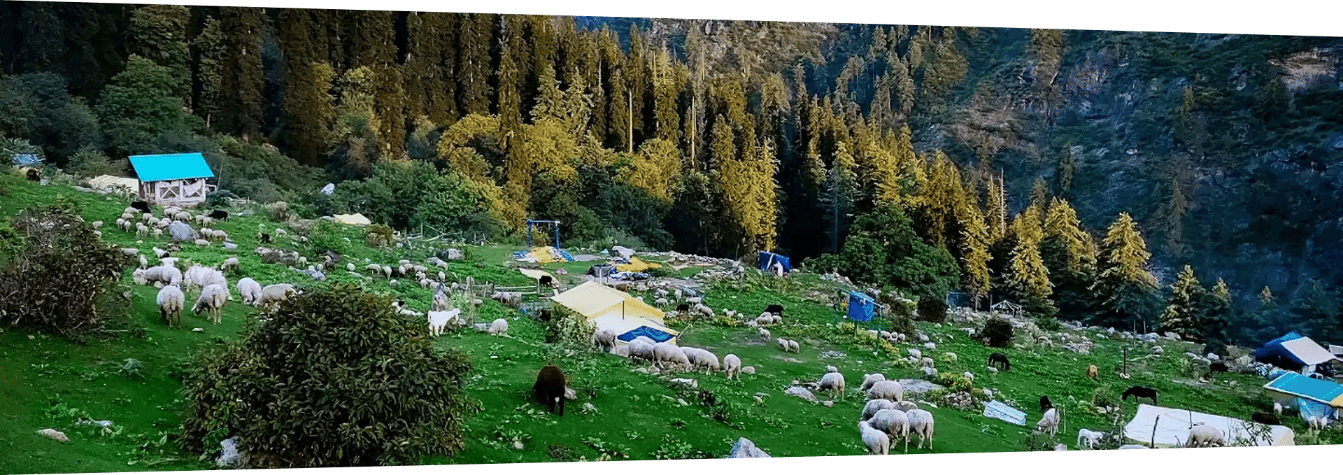 Sheep grazing in a green mountain valley